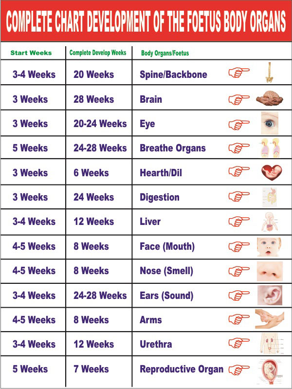 Pregnancy Chart Maatriyoga